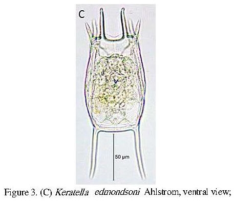 Keratella edmondsoni Keratella edmondsoni