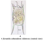 Keratella edmondsoni