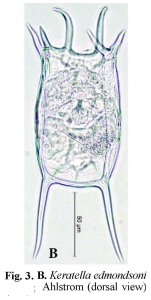Keratella edmondsoni