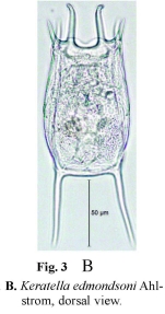 Keratella edmondsoni