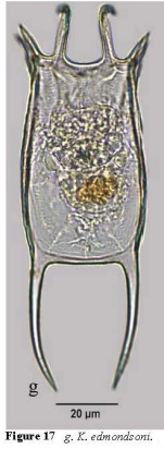 Keratella edmondsoni