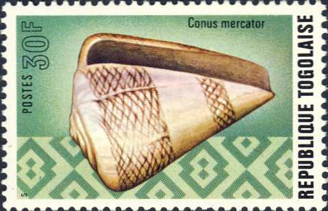 Conus mercator Conus mercator