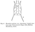 Keratella edmondsoni - Original description image