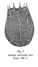 Keratella eichwaldi