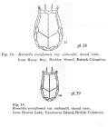 Keratella eichwaldi