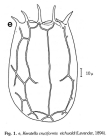 Keratella eichwaldi