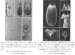 Keratella eichwaldi
