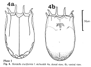 Keratella eichwaldi