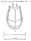 Keratella eichwaldi