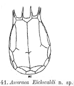 Keratella eichwaldi - Original description image
