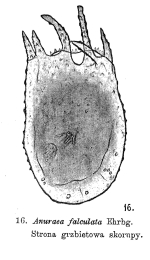Keratella falculata