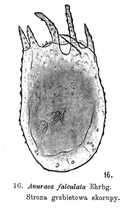 Keratella falculata Keratella falculata
