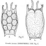 Keratella falculata
