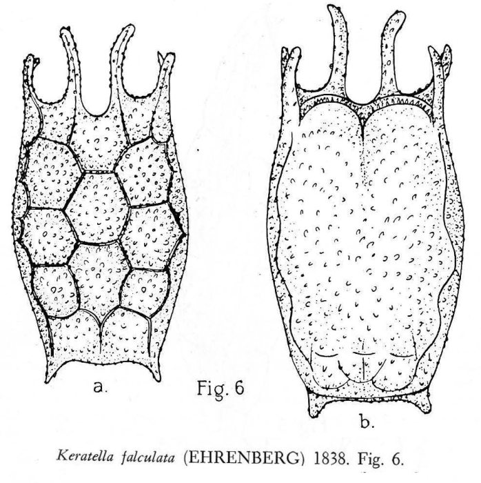 Keratella falculata Keratella falculata