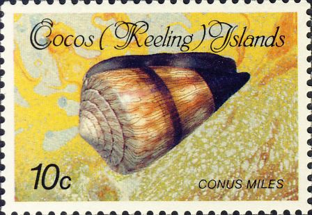 Conus miles Conus miles