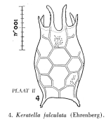 Keratella falculata