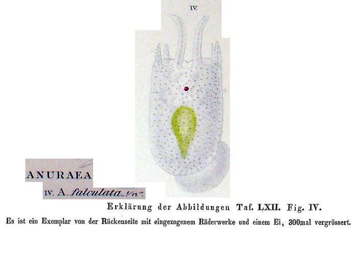 Keratella falculata - Original description image