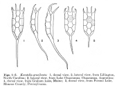 Keratella gracilenta