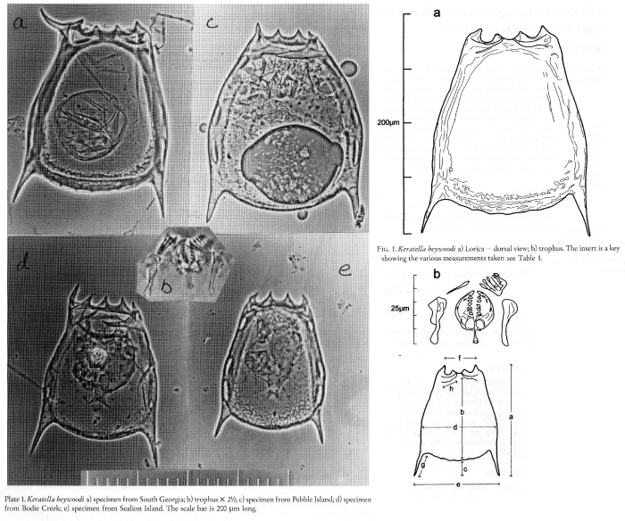 Keratella heywoodi - Original description image