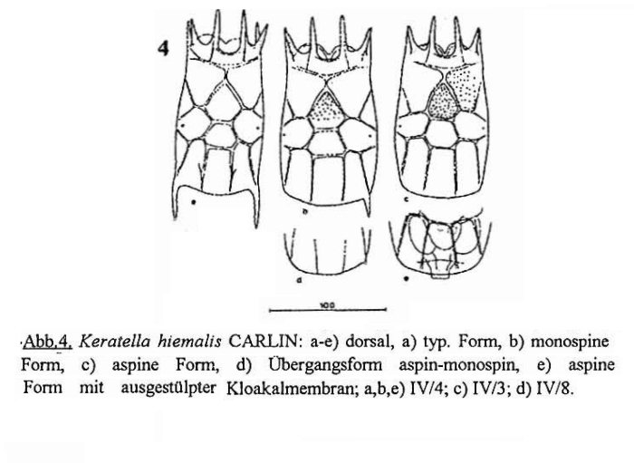 Keratella hiemalis Keratella hiemalis