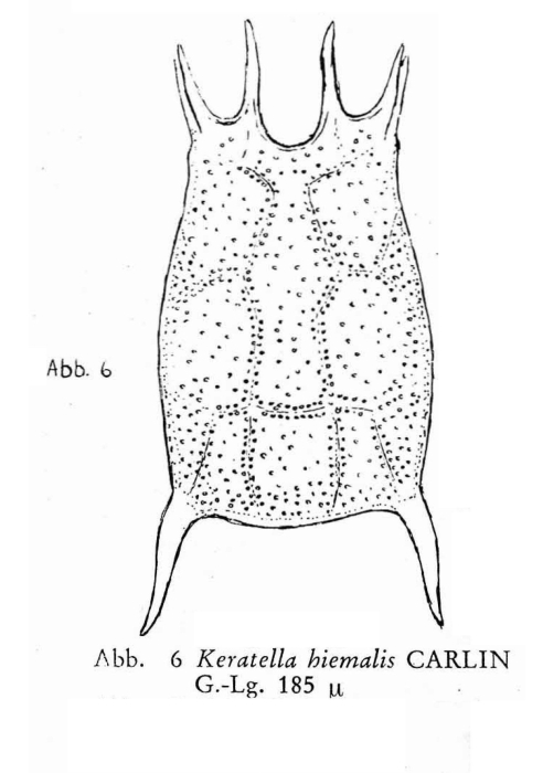 Keratella hiemalis Keratella hiemalis