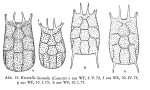 Keratella hiemalis