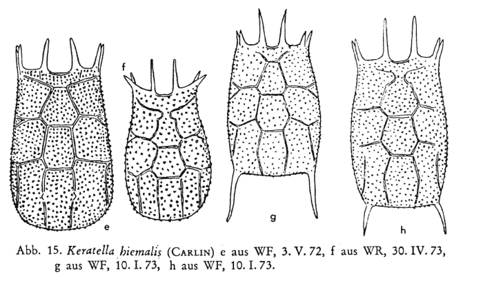 Keratella hiemalis Keratella hiemalis