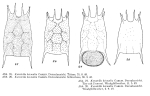 Keratella hiemalis