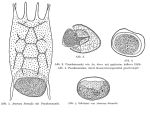Keratella hiemalis