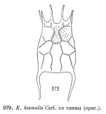 Keratella hiemalis
