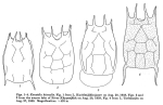 Keratella hiemalis