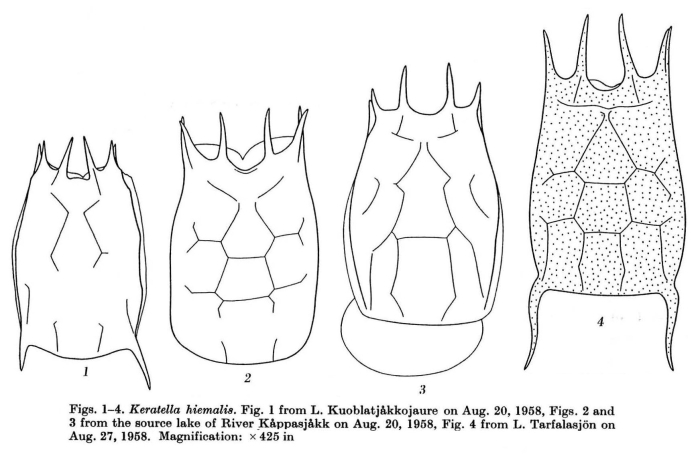 Keratella hiemalis Keratella hiemalis