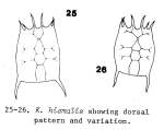 Keratella hiemalis