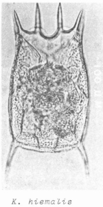 Keratella hiemalis