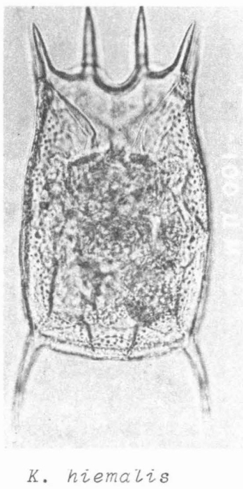 Keratella hiemalis Keratella hiemalis