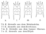 Keratella hiemalis
