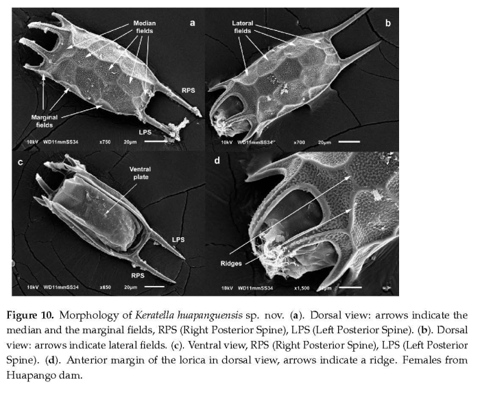 Keratella huapanguensis - Original description image