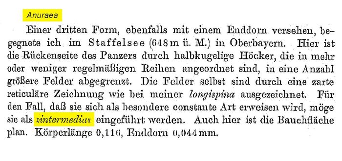 Keratella intermedia - Original description image