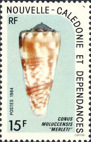 Conus moluccensis Conus moluccensis