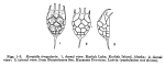 Keratella irregularis