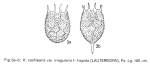 Keratella irregularis