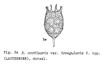 Keratella irregularis