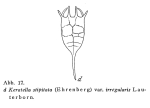 Keratella irregularis