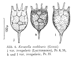Keratella irregularis