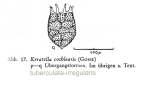 Keratella irregularis