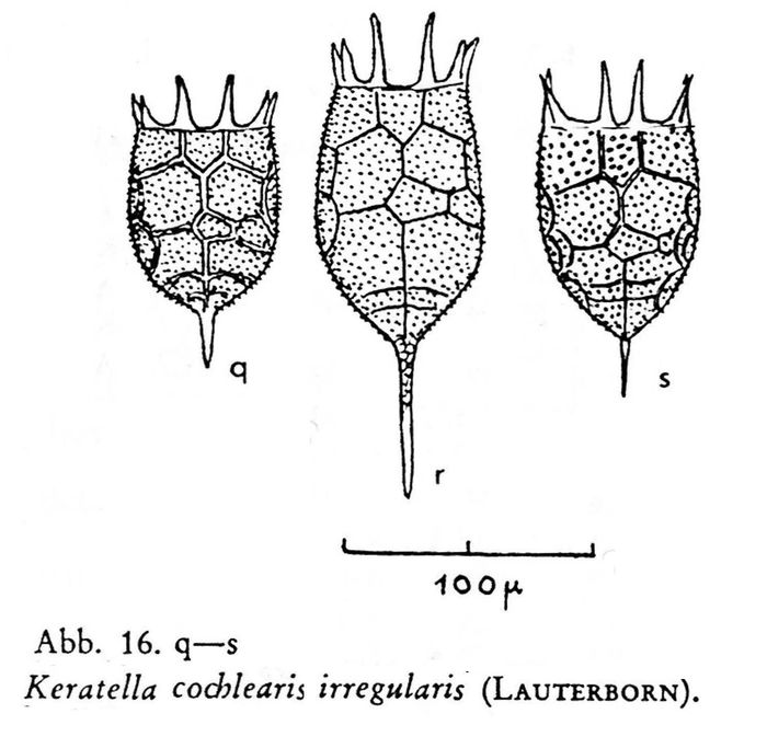 Keratella irregularis Keratella irregularis