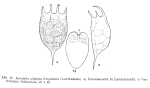 Keratella irregularis
