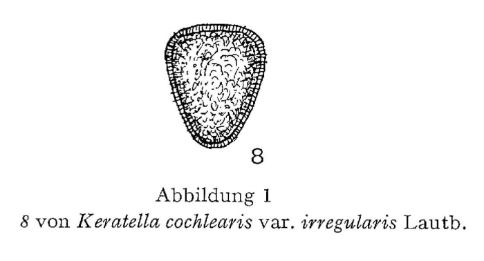 Keratella irregularis Keratella irregularis
