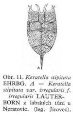 Keratella irregularis