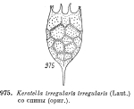 Keratella irregularis
